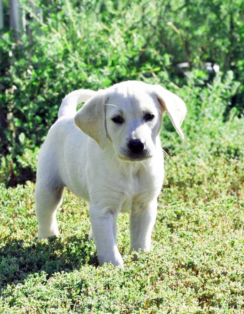 nellie 10 wks old last day nebraska