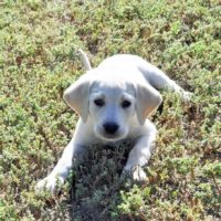 nellie 10 wks old nebraska