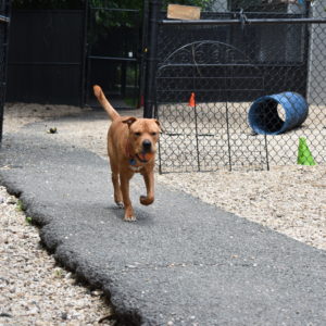 Canine Review AWLA dog carrying ball