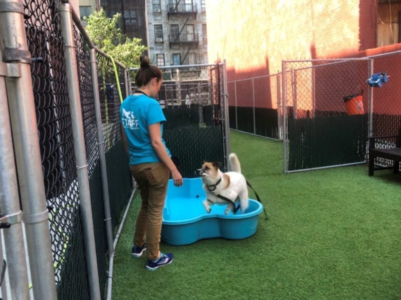 NYC Animal Care Center (NYCACC)