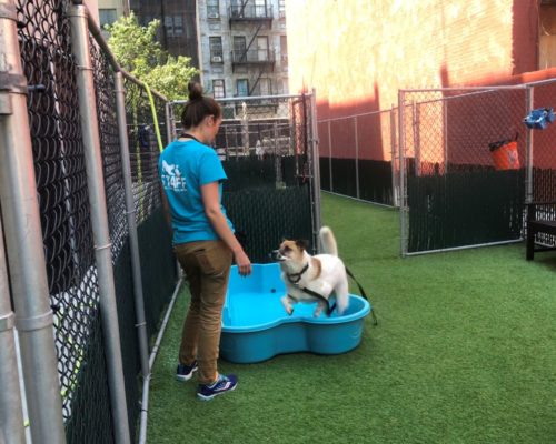 NYC Animal Care Center (NYCACC)