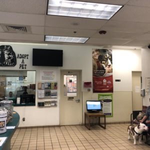 The front desk and waiting room at Palm Beach County ACC. Photo by Janet Begley