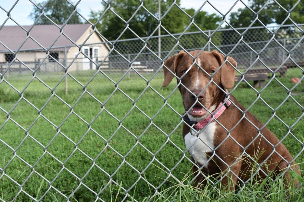 canine-review-humanesoc-fairfaxcounty-DSC_0293