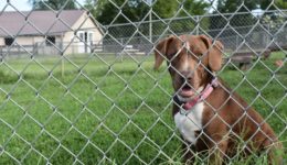 canine-review-humanesoc-fairfaxcounty-DSC_0293