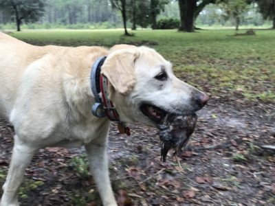 2019-10-08-canine-review-nellie-seaisland-hunting1