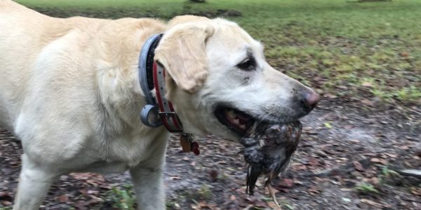2019-10-08-canine-review-nellie-seaisland-hunting1 2019-10-08-canine-review-nellie-seaisland-hunting1