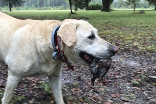 2019-10-08-canine-review-nellie-seaisland-hunting1 2019-10-08-canine-review-nellie-seaisland-hunting1