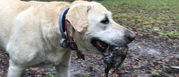 2019-10-08-canine-review-nellie-seaisland-hunting1