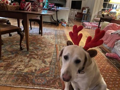 nellie.2019.xmas.eve.antlers003