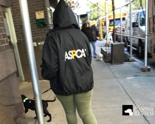 aspca dog returning from walk outside adoption center