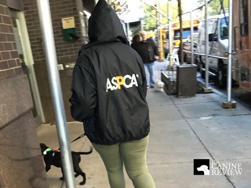 aspca dog returning from walk outside adoption center