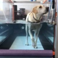 canine-review-nellie-treadmill-amcny