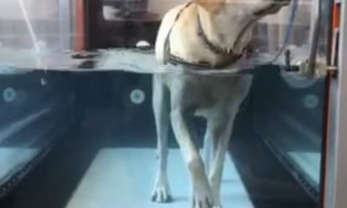 canine-review-nellie-treadmill-amcny