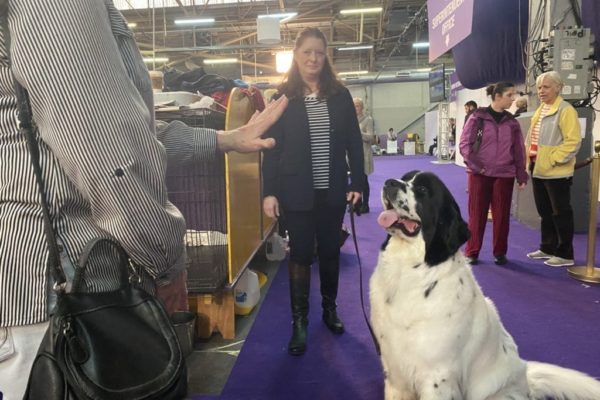 Threeponds Newfoundlands