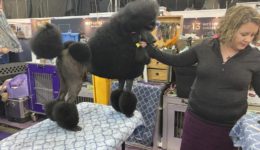 Siba the Standard Poodle