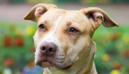 Denver voters overturn 31 year-old pitbull ban in favor of ‘breed-restricted permitting process’