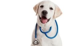 dog stethoscope