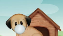 canine-review-dog-coronavirus-mask