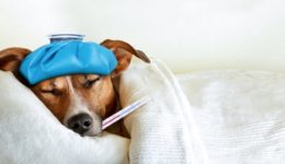 Does Your Pet’s Health Insurance Cover SARS-CoV-2?