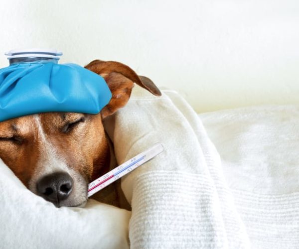 Does Your Pet’s Health Insurance Cover SARS-CoV-2? Does Your Pet’s Health Insurance Cover SARS-CoV-2?