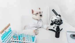 Your Dog Can Get Tested For Coronavirus Faster And Easier Than You Probably Can