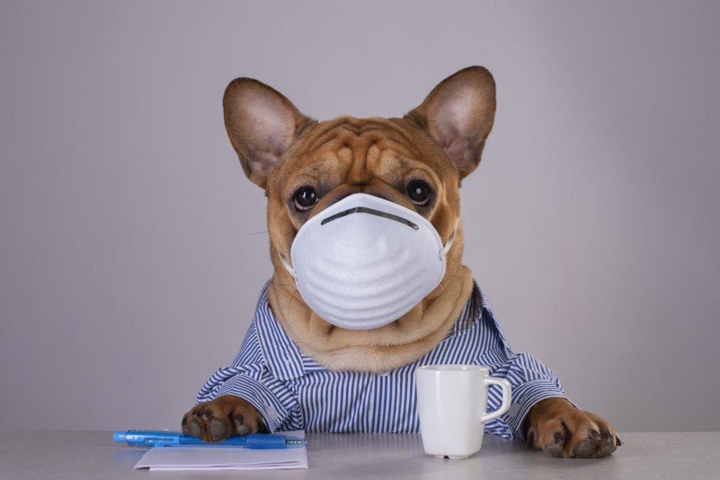 french bulldog in medical mask at workplace during pandemic