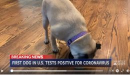 nbc nightly news lester holt dog positive virus2