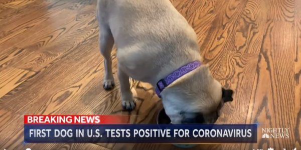 nbc nightly news lester holt dog positive virus2