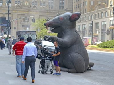 rat nyc park ave