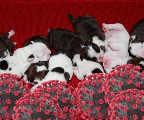 pandemic puppy image pandemic puppy image