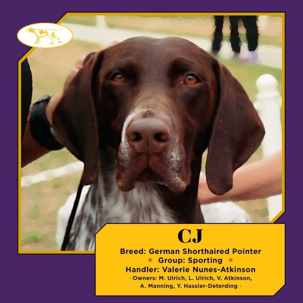 Cj the german shorthaired 2024 pointer