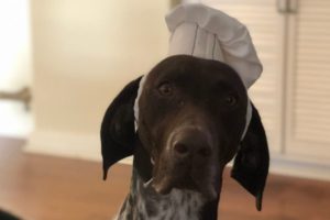 CJ at home being dressed up as a CHEF by my daughter, He may have the won the most prestigious show in the world but he was also just your regular dog