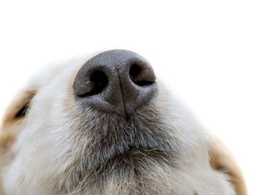 dog-sniff-search dog-sniff-search