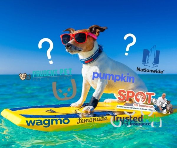 insurance dog boarding insurance dog boarding