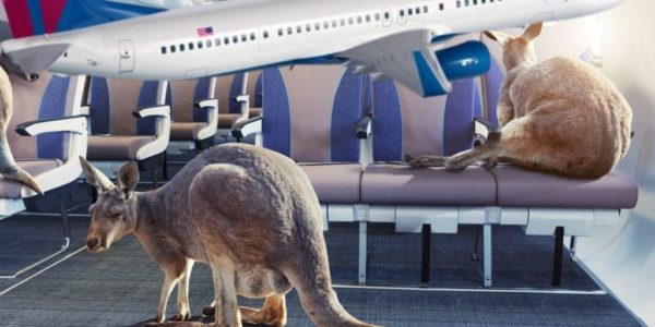 flying kangaroos flying kangaroos