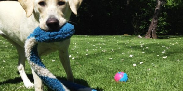 nellie-firstspring-2015-snake nellie-firstspring-2015-snake