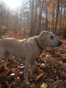 yellow labrador woods