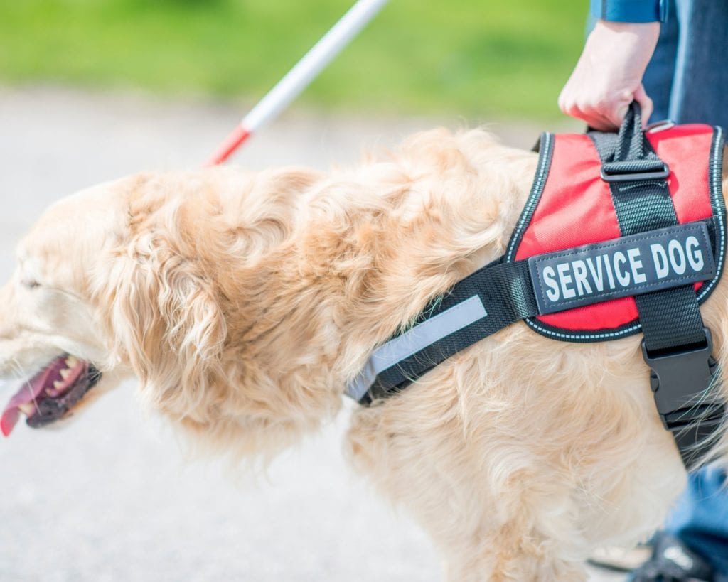 Going forward, airlines will only be required to accommodate service dogs on board.