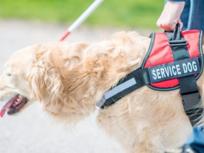 Going forward, airlines will only be required to accommodate service dogs on board.