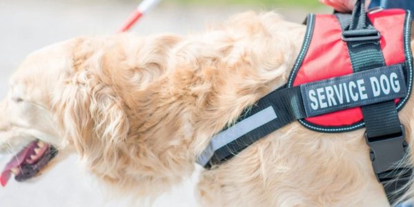 service dog Going forward, airlines will only be required to accommodate service dogs on board.
