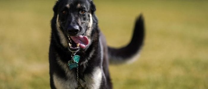 President Biden's dog major