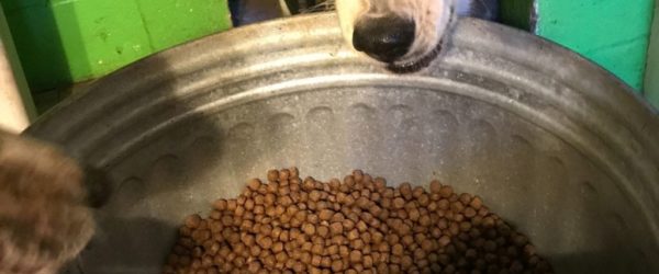 Husky "Jujubee" staring into contaminated pet food that killed 3 puppies