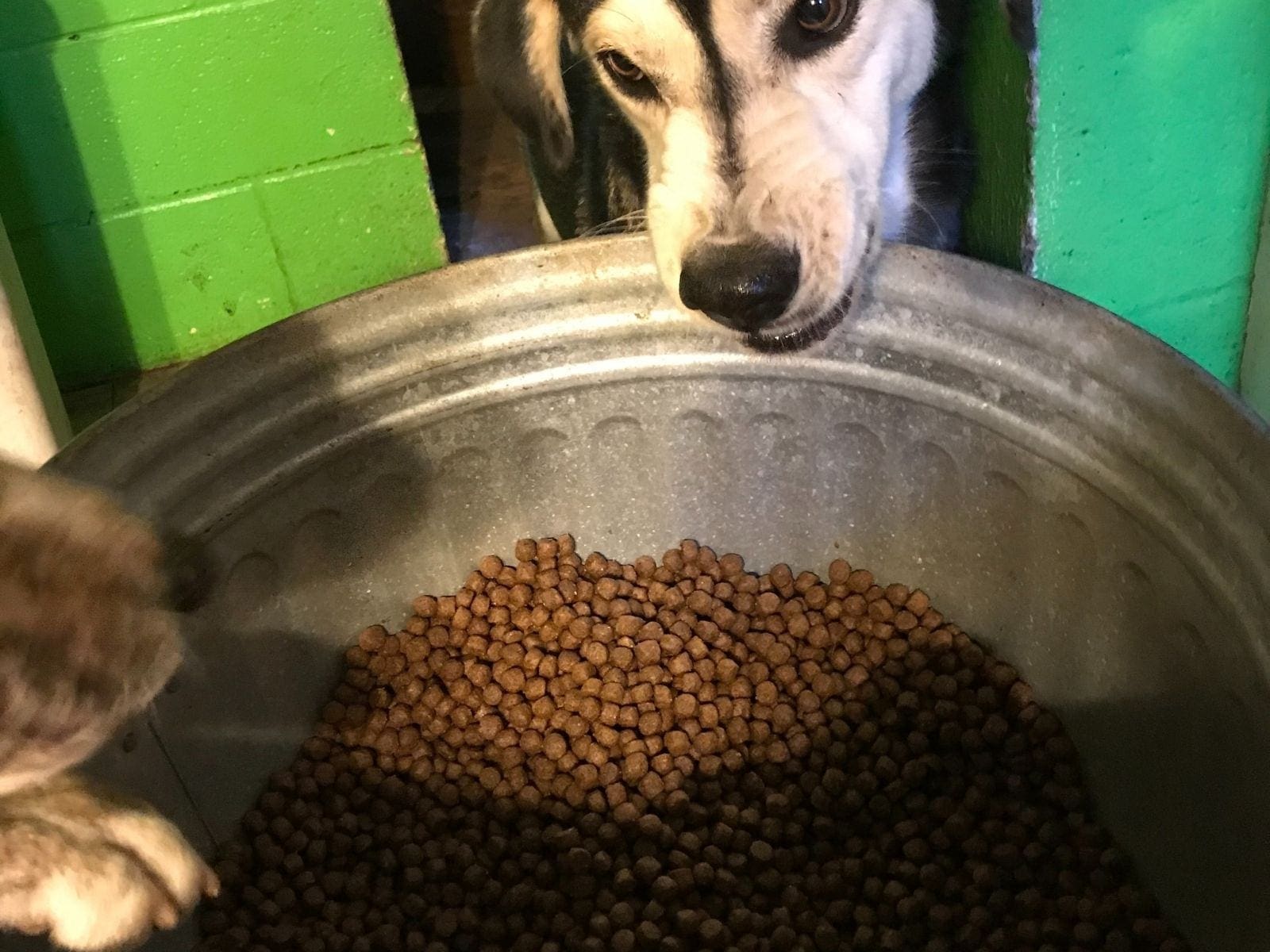Husky "Jujubee" staring into contaminated pet food that killed 3 puppies