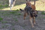 dogs playing, running