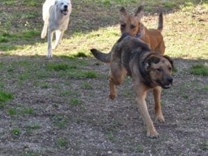 dogs playing, running