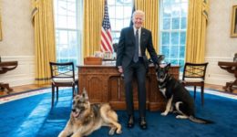 Dogs in Oval