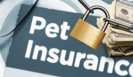 pet insurance disclosure featimg