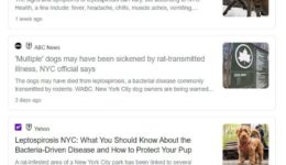Press feasts on dog ‘death by rat urine’ lepto rumors — but NYC Health Dept. spox says no cases reported