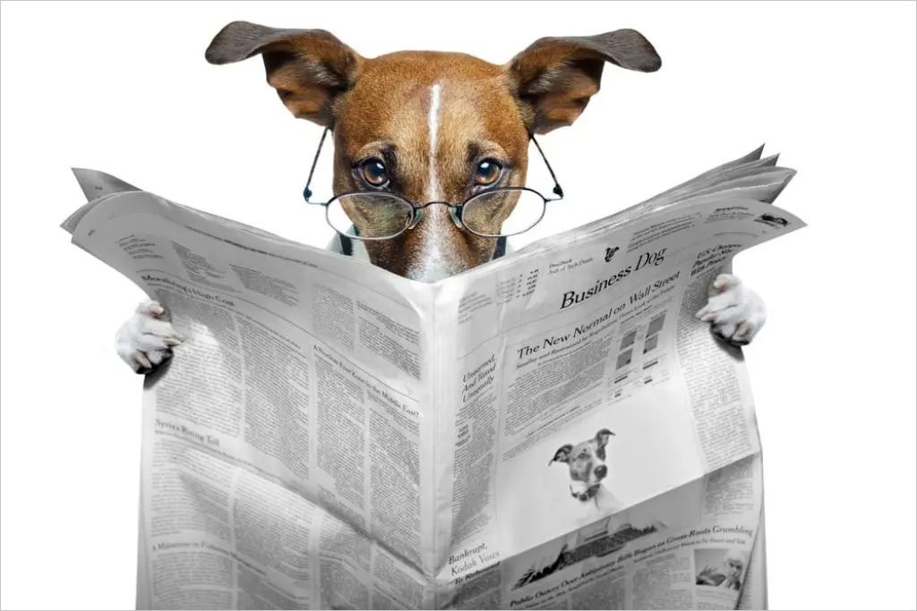 Dog reading newspaper