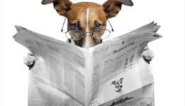 Dog reading newspaper